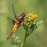 Broad Bodied Chaser female 